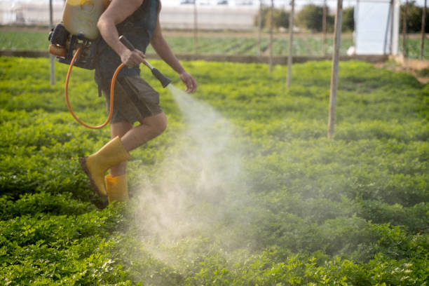 Professional Pest Control in Carefree, AZ